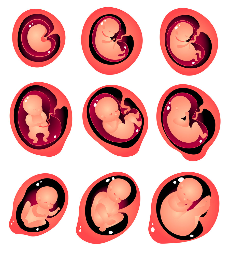 étape croissance du foetus